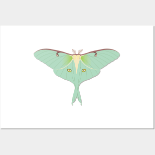 Luna Moth Posters and Art